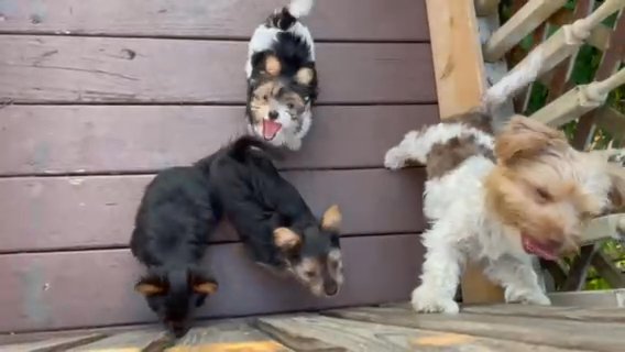 2 Yorkies Available in Columbia, Tennessee