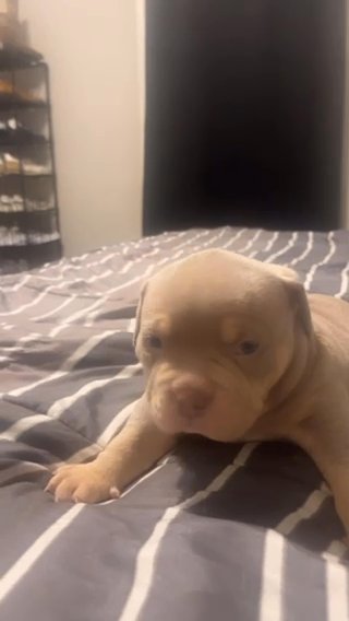 ‼️ American pocket bully’s ‼️ in Dallas, Texas