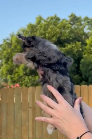 Snickers Blue Merle Yorkie Boy in Shreveport, Louisiana