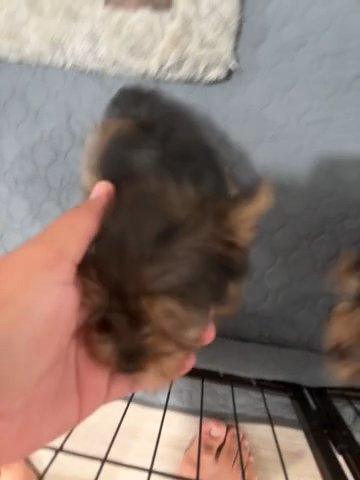 Yorkies in Visalia, California