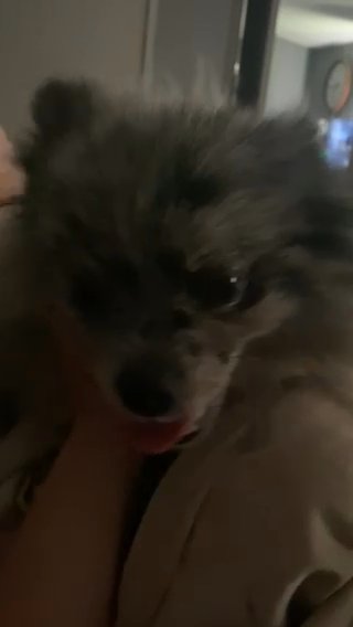 Pomeranian Puppies in Wilmington, North Carolina