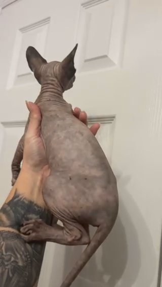 Black Tortie Sphynx in Riverview, Florida