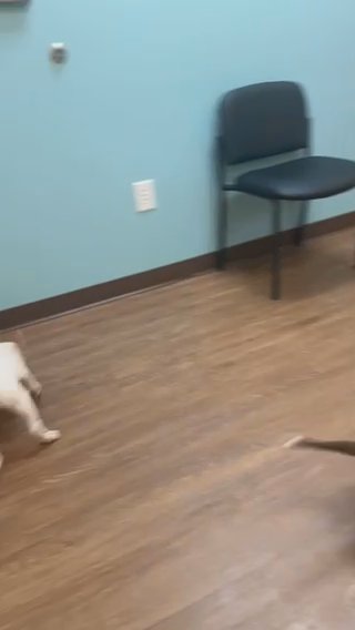 Pitbull Puppy in Durham, North Carolina