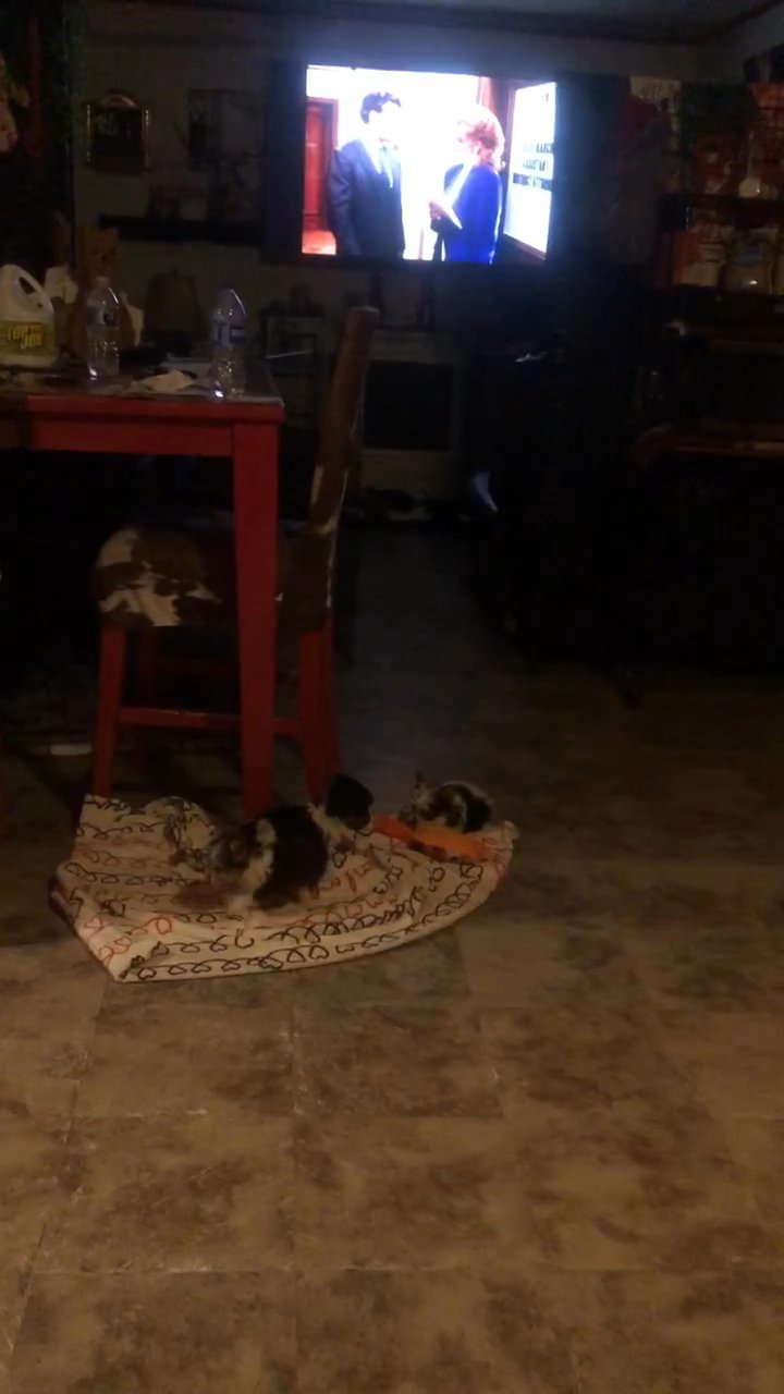male parti yorkies in Monroe, Louisiana