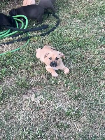 Puppies in Concord, North Carolina