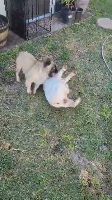 adult female frenchie in Tampa, Florida