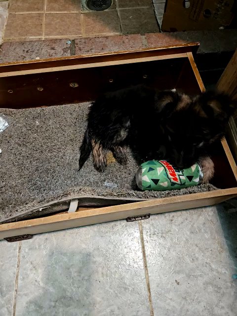 German shephard in Bloomington, California