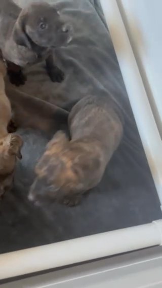Cane Corso’s in Lubbock, Texas