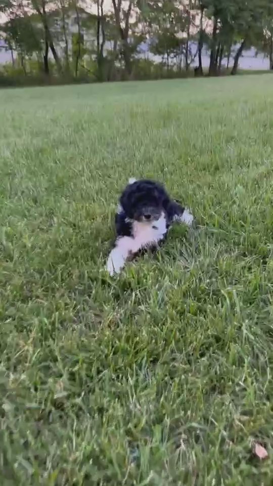 Akc mini poodle Cash in South Bend, Indiana