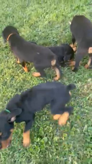 Rottweiler Puppies in St. Louis, Missouri
