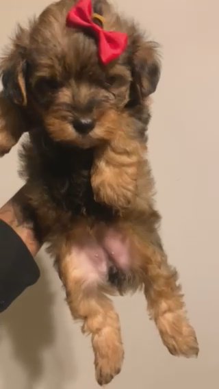 Yorkipoo Girl in Tucker, Georgia