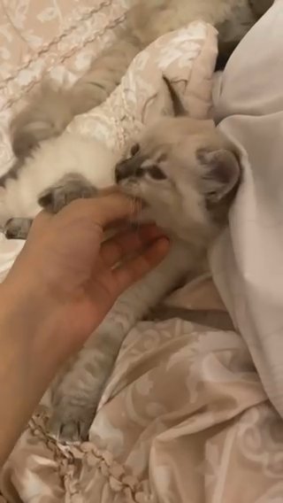 Ragdoll Kitten in Chicago, Illinois