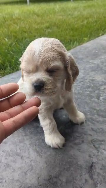 Sage (Cocker Spaniel) in Goshen, Indiana