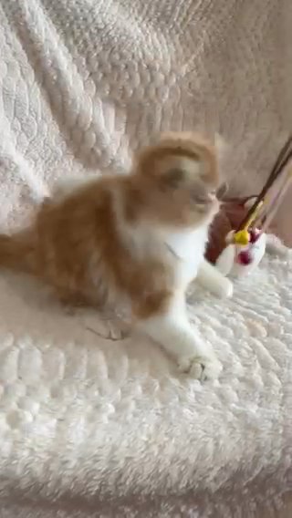 Persian in Corsicana, Texas