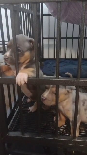 xl American bully in Gastonia, North Carolina