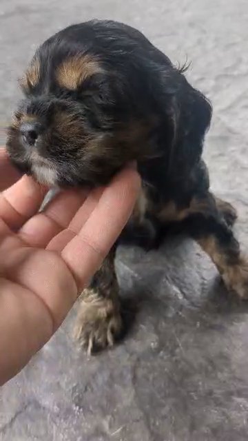 Serena (Cocker Spaniel) in Goshen, Indiana