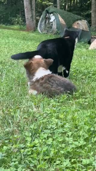 AKC Fluffy pembroke welsh corgi in Hickory, North Carolina