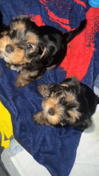 Yorkie (Red) in Orlando, Florida