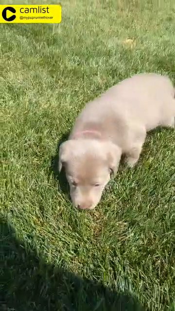 Adorable in Indianapolis, Indiana