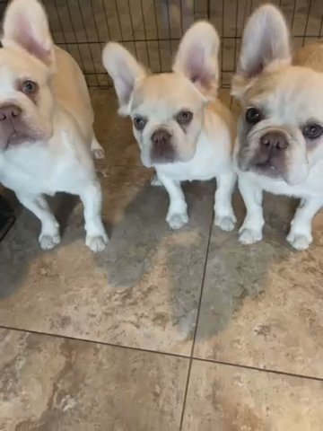PLATINUM FLUFFY FRENCHIES in Rialto, California