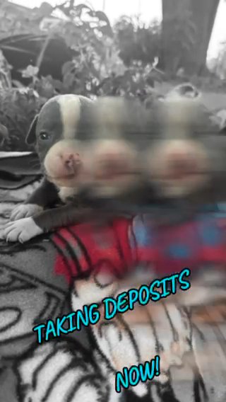 American bully puppies in Jacksonville, Florida