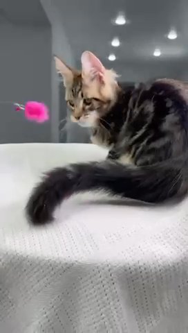Maine coon Antonio in Philadelphia, Pennsylvania