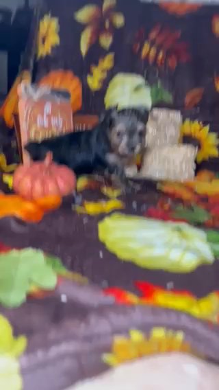 Traditional Male yorkie in Las Vegas, Nevada