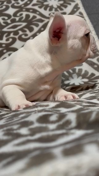 Female French Bulldog in Sebring, Florida