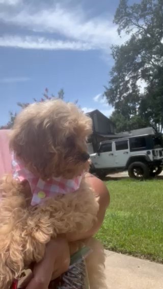 Cockapoo Female in Houston, Texas