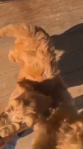 Goldendoodle Pups in Sevierville, Tennessee