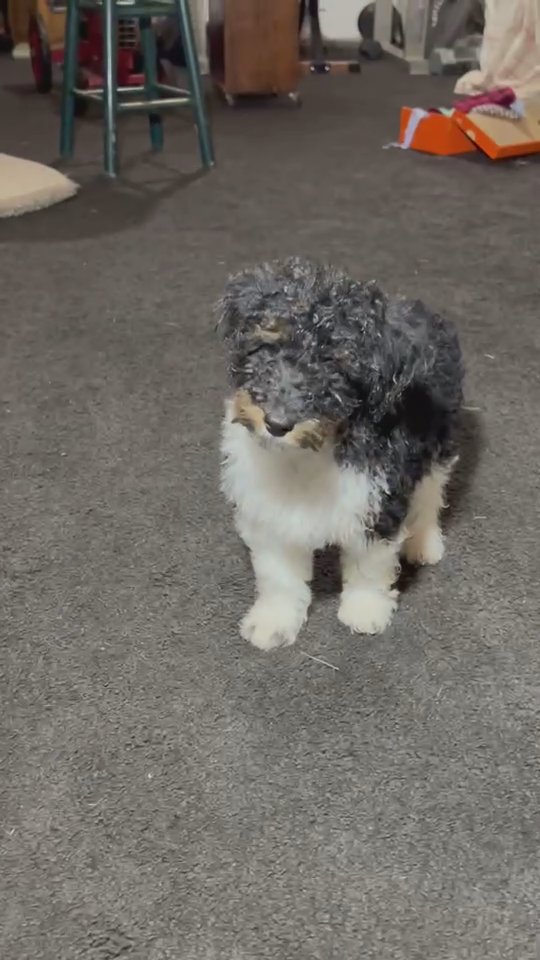 Bear Akc in South Bend, Indiana