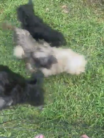Shihtzu in Greensboro, North Carolina