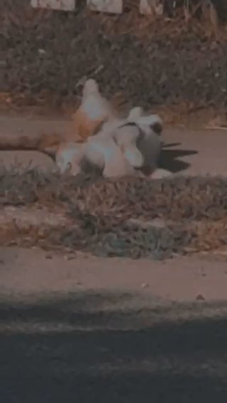 Female Cat in Elkhart, Indiana