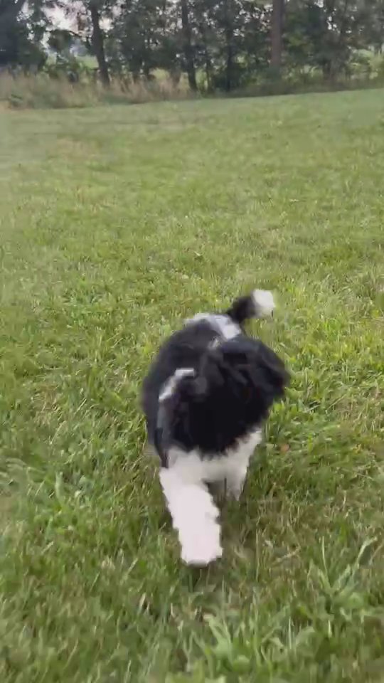 Akc mini poodle Rio in South Bend, Indiana