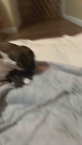Boxer Babies Available in Lake Wylie, South Carolina