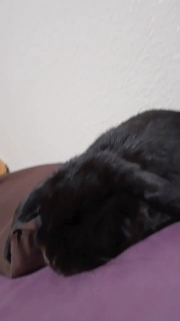 Need new home by Friday! in Longmont, Colorado