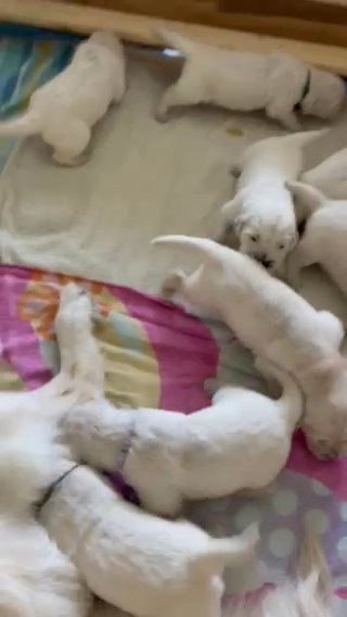 English Cream Golden Retrievers in Fredericksburg, Virginia