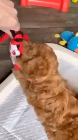 Adorable Cavapoo Puppies For Sale in Germantown, Tennessee