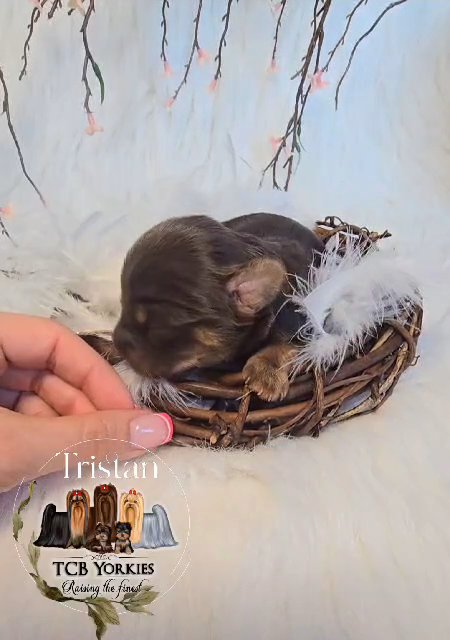 AKC Yorkie ? Chocolate/tan in Greenwood, South Carolina