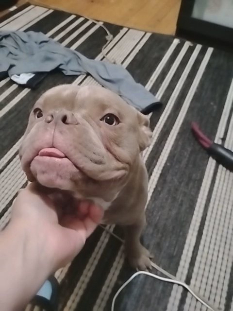 pocket bully in Rochester, New York