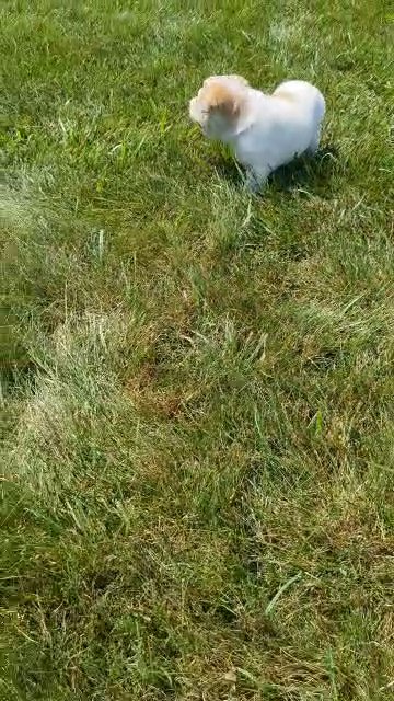 Sophie in Goshen, Indiana