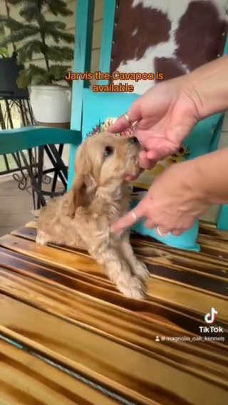 CKC F2 Male Cavapoo Puppy Jarvis in Crossville, Tennessee
