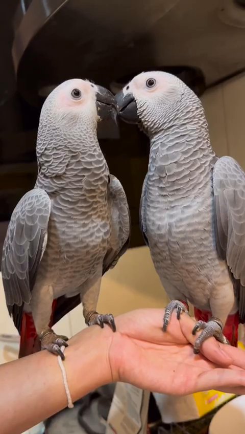 African grey parrot in Oklahoma City, Oklahoma