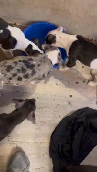 Puppies Merle Pit Bullys in Allentown, Pennsylvania