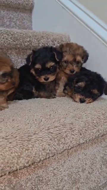 yorkiepoos girls 2 left in North Augusta, South Carolina