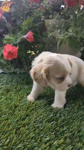 Coby (Cocker Spaniel) Born July 24 in Goshen, Indiana