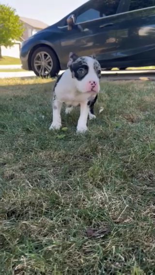 American Bully in Indianapolis, Indiana