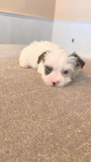 AKC Prince Charming in Memphis, Tennessee
