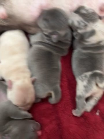 FRENCHIES CENTRAL NJ HAMILTON in Trenton, New Jersey