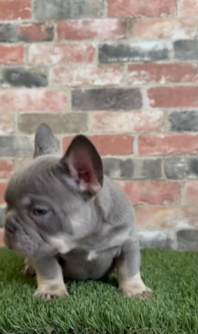 (PAYDAY) LILAC TAN CARRYING FLUFFY & TESTABLE in Indianapolis, Indiana
